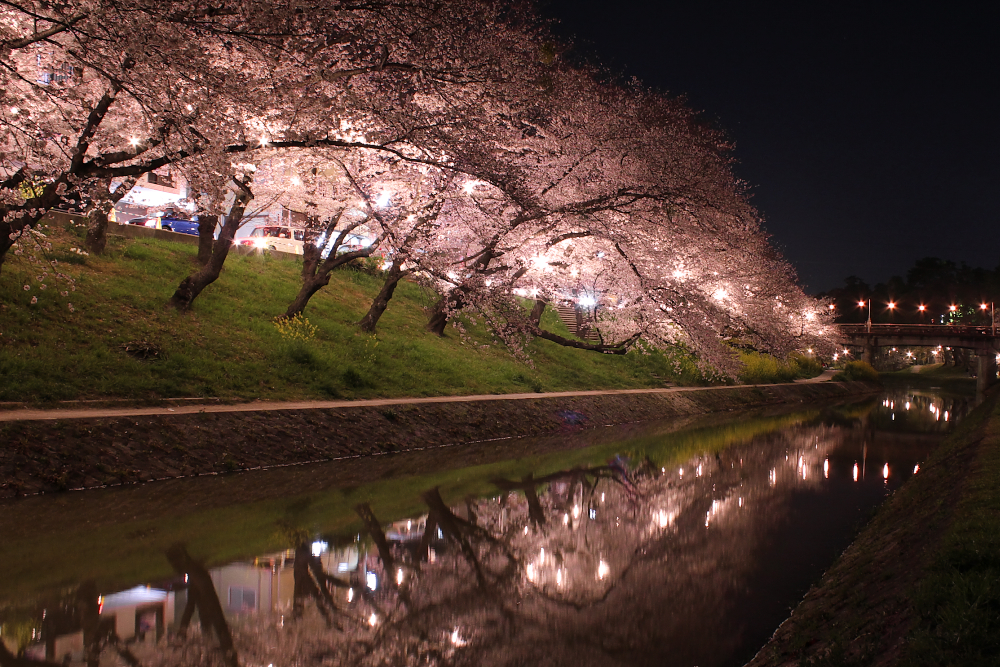 岡崎公園の夜桜４