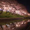 岡崎公園の夜桜４
