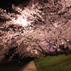 岡崎公園の夜桜６