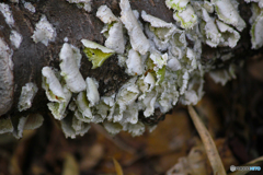 20110504_160303_IMG_3315