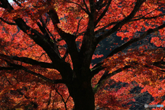 20111126_115927_IMG_7164