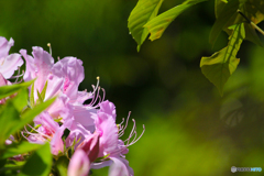 20110508_133710_IMG_3421