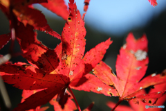 20111126_125851_IMG_7230