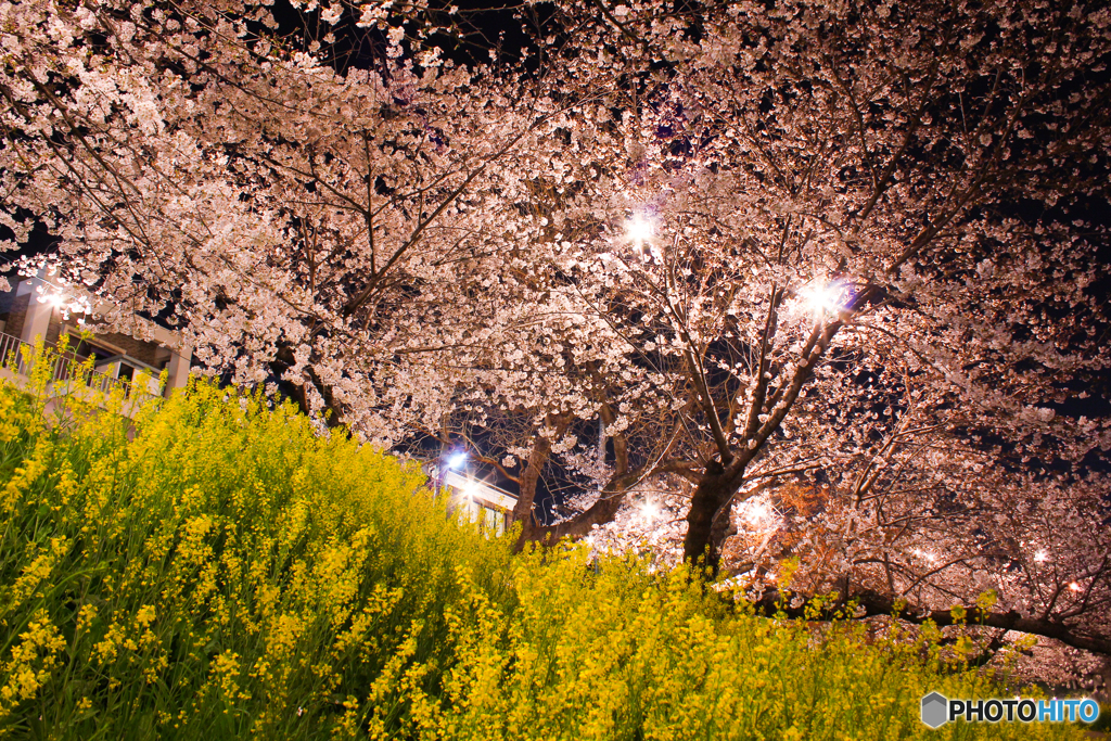 20110406_212423_IMG_3052