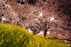 20110406_212423_IMG_3052