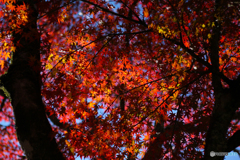 20111126_122028_IMG_7187