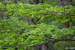 20110504_153537_IMG_3288
