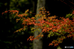 20101009_150703_IMG_0923