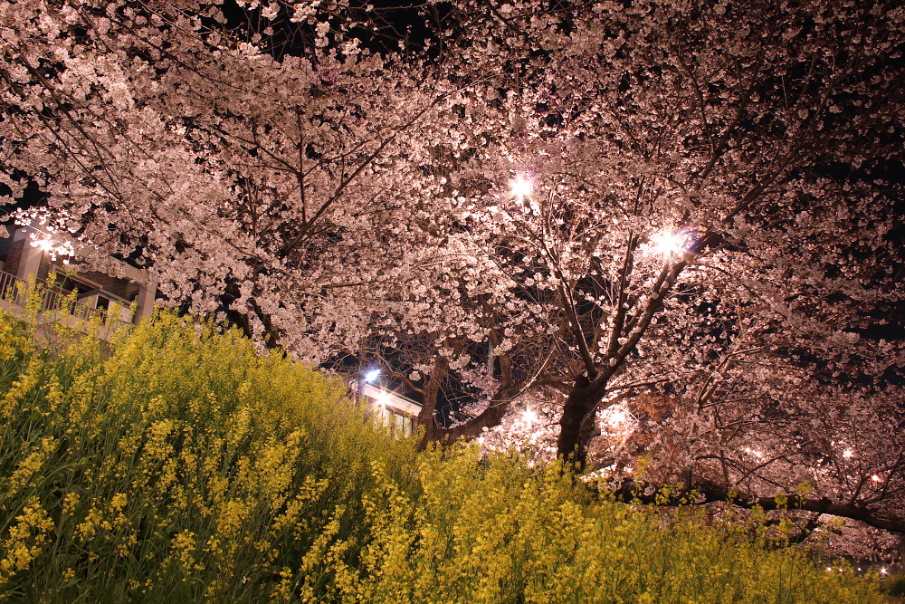 岡崎公園の夜桜５