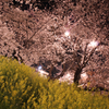 岡崎公園の夜桜５
