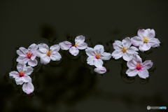 20110409_112837_IMG_3099