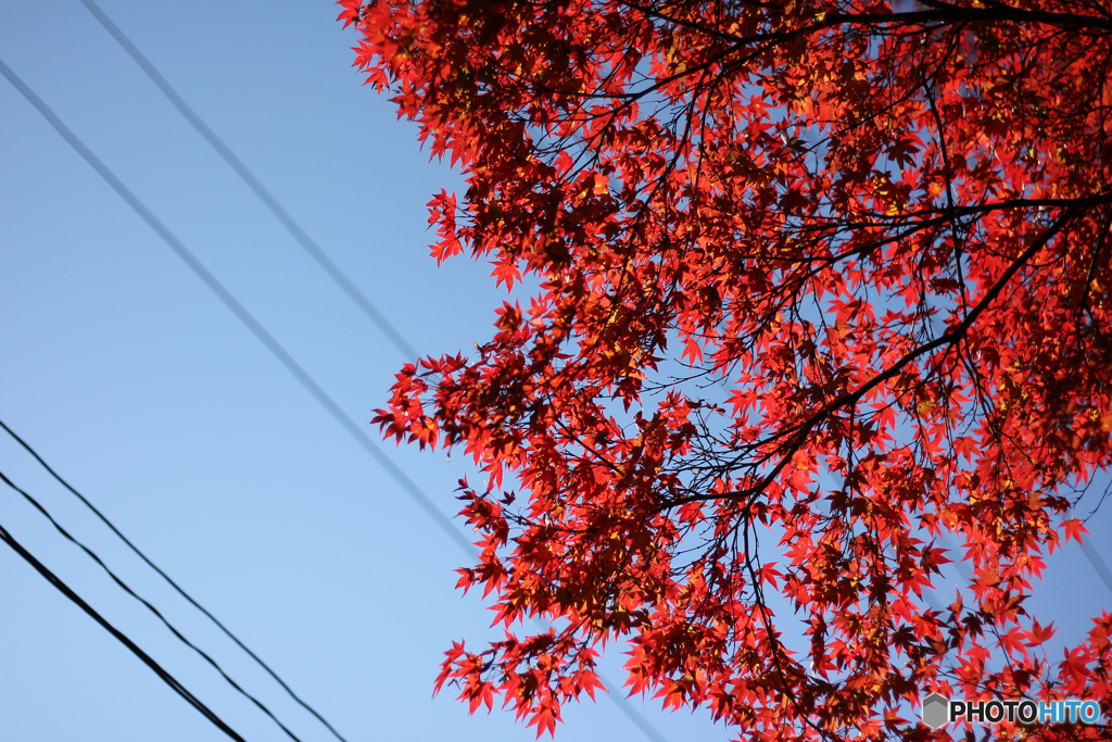 20111126_114337_IMG_7136