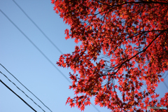 20111126_114337_IMG_7136