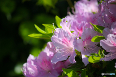 20110508_133635_IMG_3418