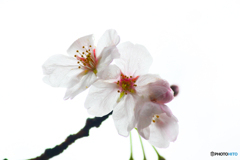 20110409_111505_IMG_3073