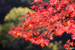 20111126_114022_IMG_7125