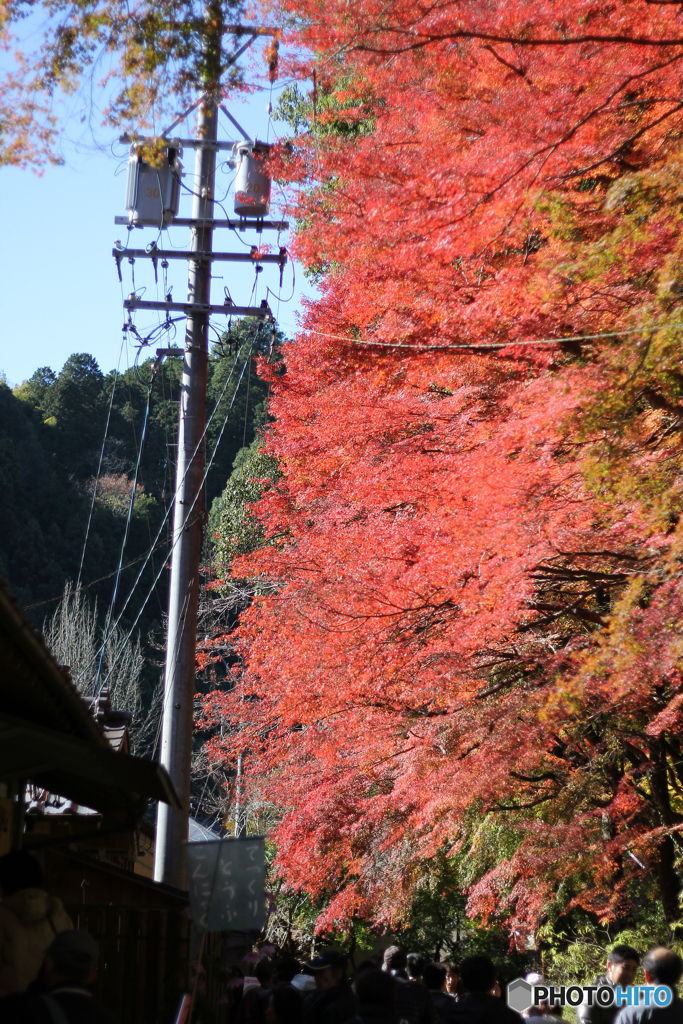 20111126_114236_IMG_7134