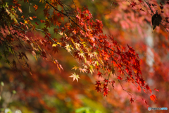 20111126_123024_IMG_7198