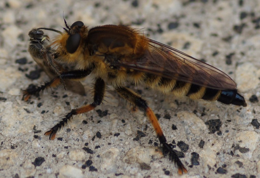 シオヤアブ♀捕食中