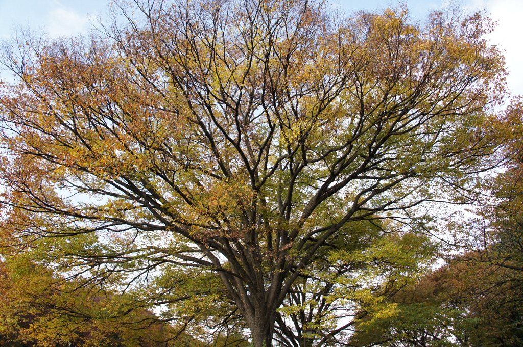 上野公園の欅