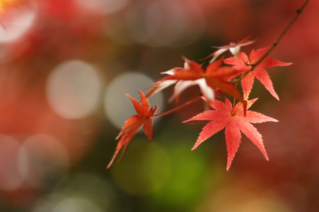 紅葉