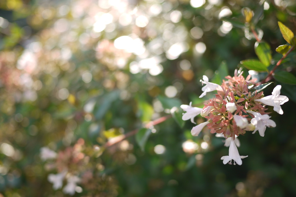 花の名前はしならい