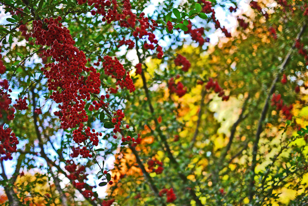 実の名前はしらない