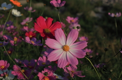 コスモスの花