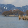 湖畔の木