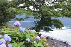 アジサイとびわ湖