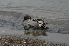 湖岸の鳥