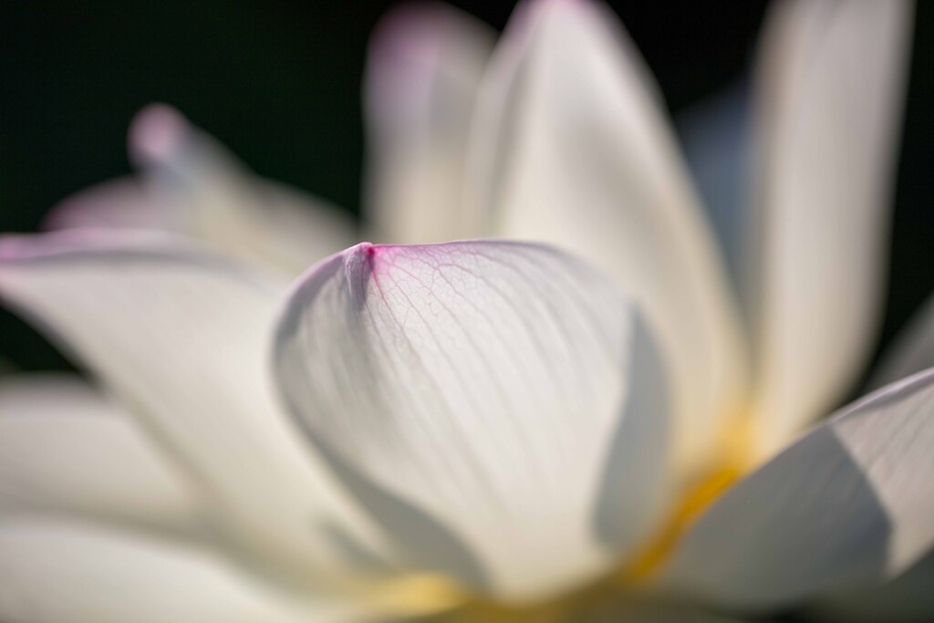 蓮の花②
