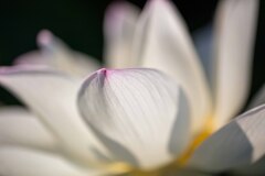 蓮の花②