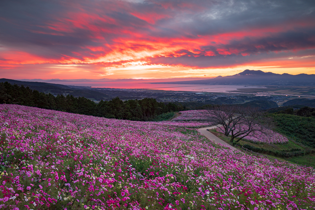 朝焼けと秋桜