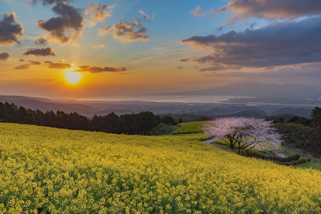 桜と菜の花と朝日