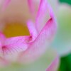 蓮の花