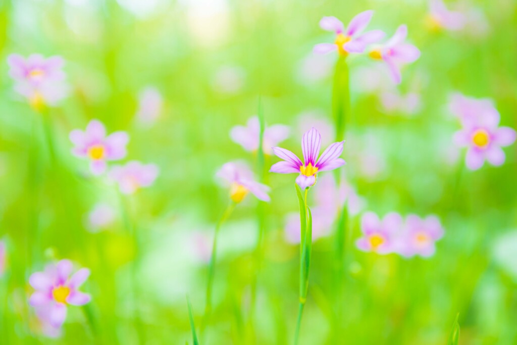 名も知らぬ花