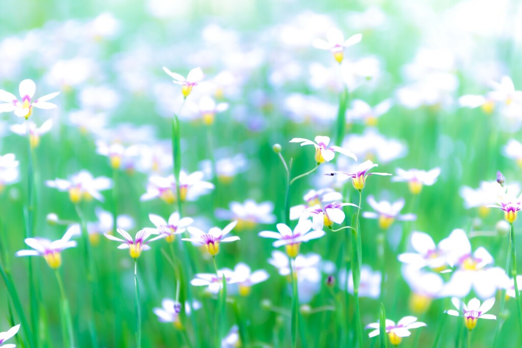 名も知らなぬ白い花