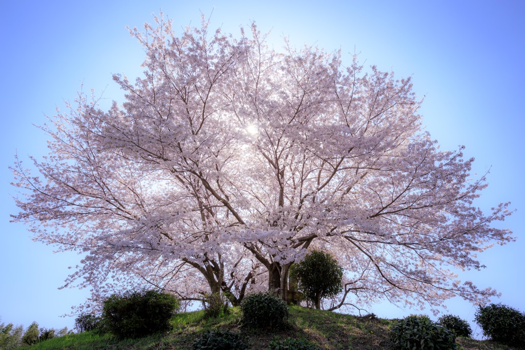 SAKURA