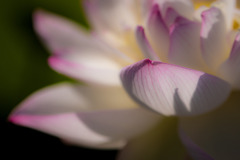 蓮の花