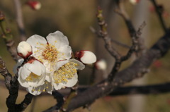 開花