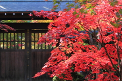 もみじ　平林寺