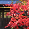 もみじ　平林寺