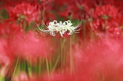 曼珠沙華 Ⅱ