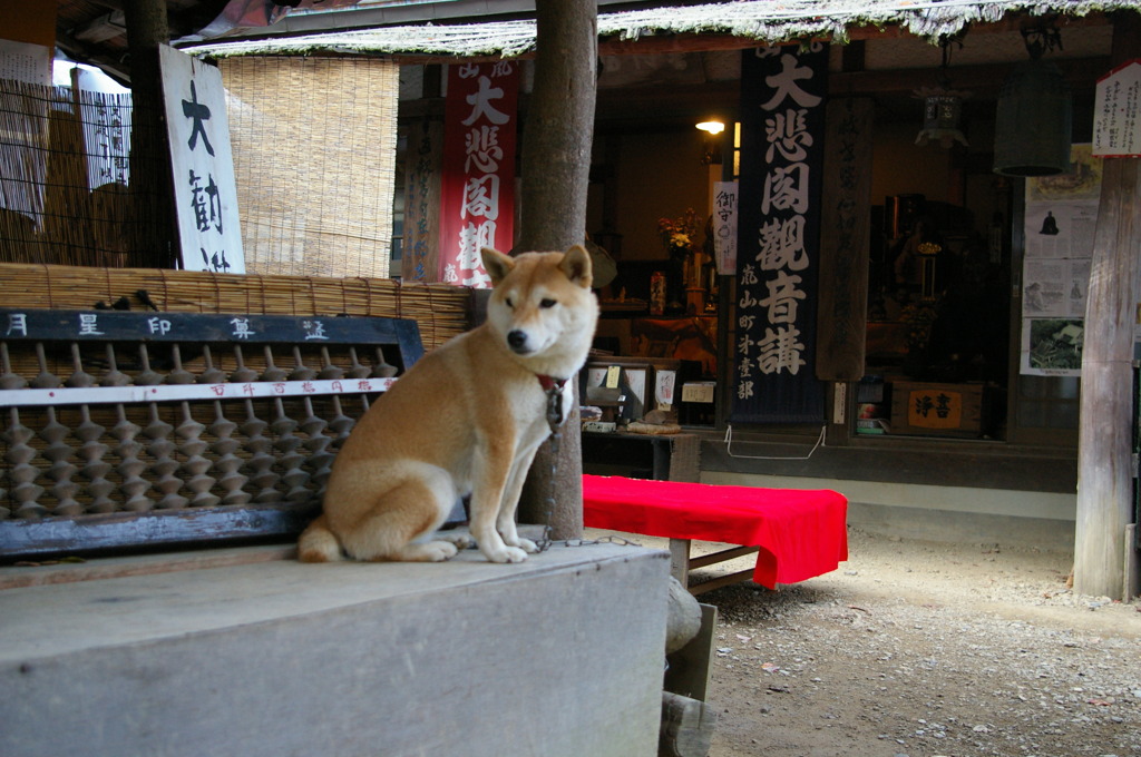 大悲閣の犬　－ さくら －