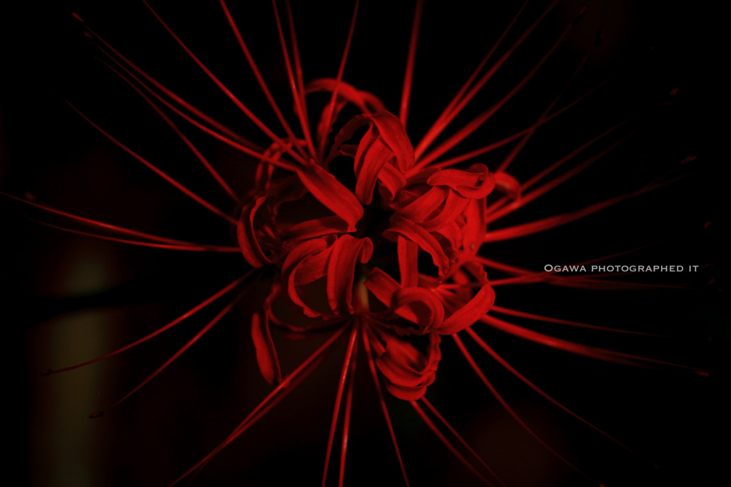 Lycoris radiata
