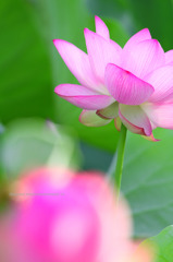 Nelumbo nucifera