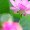 Nelumbo nucifera