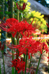 Lycoris radiata