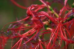 Lycoris radiata